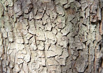 Bark
