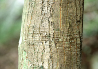 Trunk