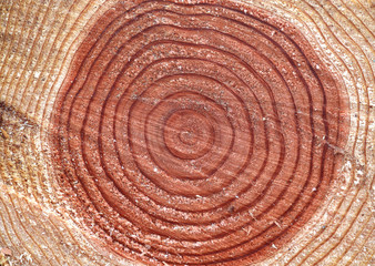 Fototapeta premium Annual Ring