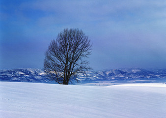Snowy Field and Tree