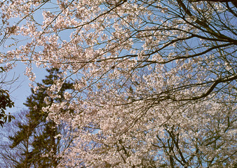 Cherry Blossom