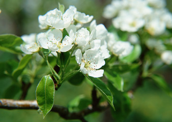 Apple Blossoms