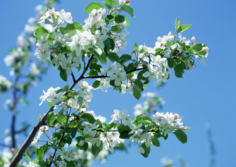 Apple Blossoms