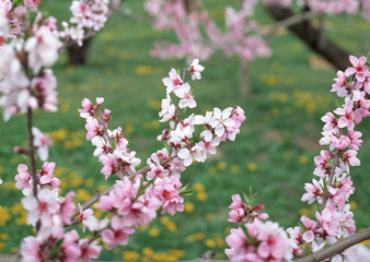 Obraz premium Flower of Peach