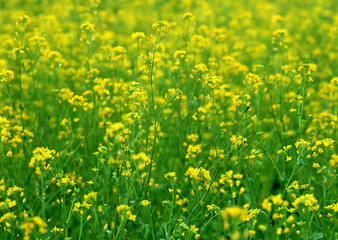 Fototapeta premium Field Mustard