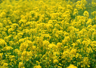 Field Mustard