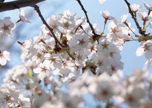 Cherry Blossom