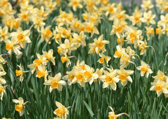 Daffodil
