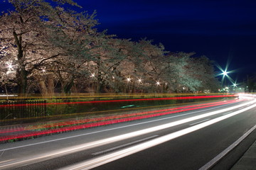 夜桜と車のライトの軌跡