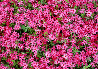 Fototapeta premium Ground Pink