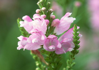 Obedient Plant