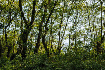 The forest scenery