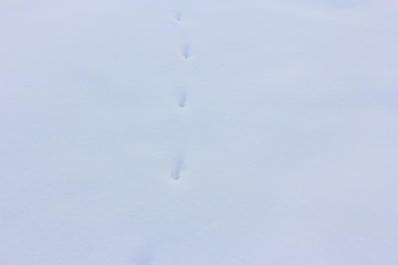 雪原に動物の足跡