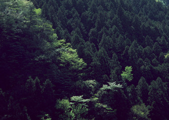 Forest