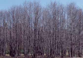 Fototapeta premium Forest