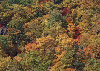 Fototapeta premium Colored Leaves