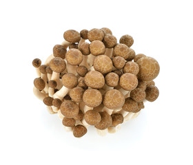Brown beech mushrooms, Shimeji mushroom, Edible mushroom isolate