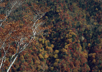 Colored Leaves