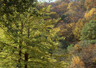 Colored Leaves