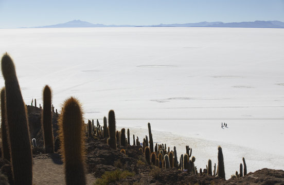 View of people walking on Salar de Uyuni (Salt Flats of Uyuni) from Isla del Pescado (Fish Island), Potosi Department, Bolivia