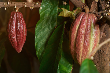 cocoa red pods 
