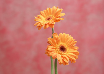 Gerbera