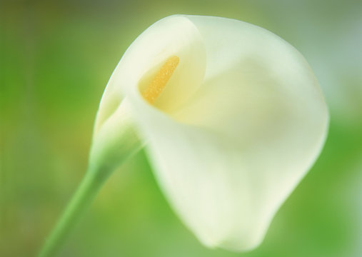 Calla