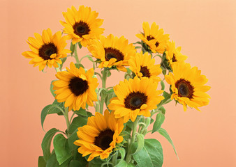 Obraz premium Sunflower