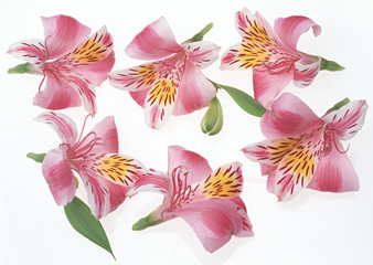 Alstromeria