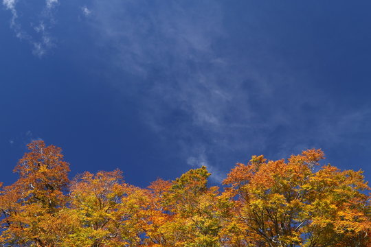 秋晴れ © NaturePhotograph