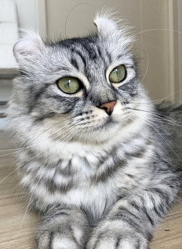 American Curl Cat