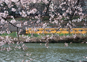 Cherry Blossom and Electric Train