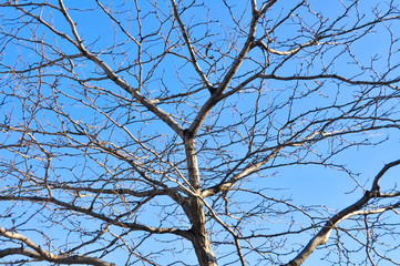 Winter tree branches