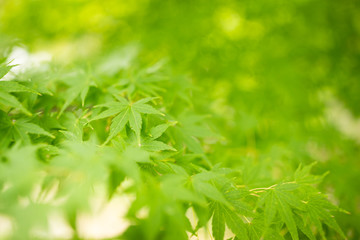 Bright green maple leaves