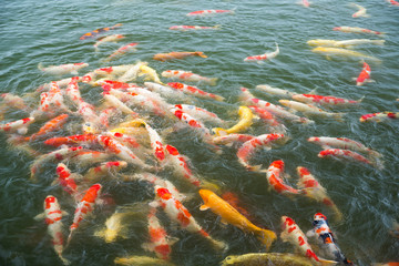 Obraz na płótnie Canvas Japanese Koi fish in pond
