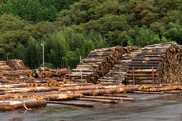 Pine timber stacked at lumber yard