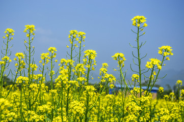 The rape flowers field scenery 