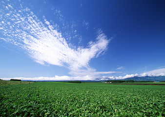 Beet Field