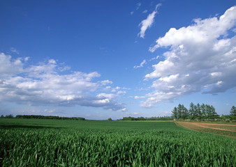 Wheat Field
