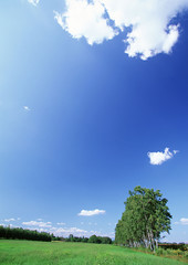 Obraz premium Grassy Plain