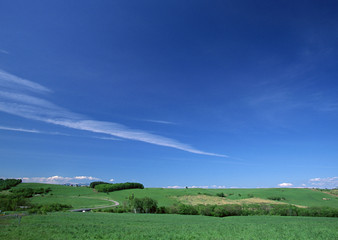 Obraz premium Pasture