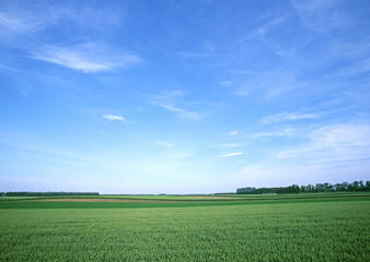 Wheat Field