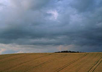 Fototapeta premium Field