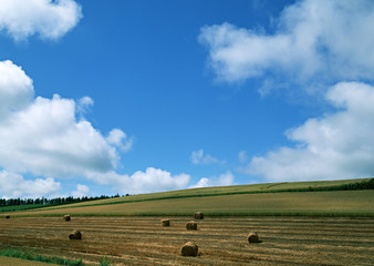 Obraz premium Grass Roll