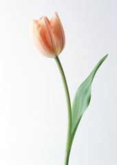 Tulip