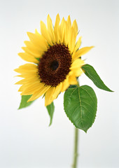 Obraz premium Sunflower