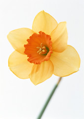 Daffodil