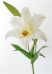 Fototapeta premium Lily