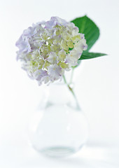 Hydrangea