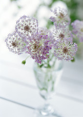 Blue Lace Flower